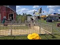 Pig Race at the North Iowa Fair