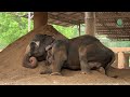Grandma Dok Koon Rescued Elephant Lay Down to the Sand After 25 Hours Journey - ElephantNews