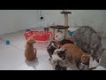 So Funny! Funniest Cats and Dogs 😅 Best Funniest Animals Video 2024 🤣