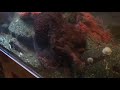 Octopus feeding