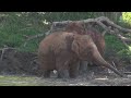Embracing Freedom: Life at Elephant Nature Park - ElephantNews
