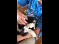 Cat hides from tickling boy by covering head with paws