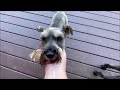 Magnum Turns 7 | Life With Schnauzers