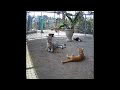 😂😂 Best Cats and Dogs Videos 🙀🤣 Funniest Animals 2024 #15