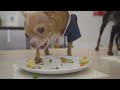 Shepherd's Pie For My Dogs  ||  Dog Chef Cuisine