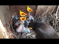 Bird Chops off Frog Head When it didn't Fit Baby's Mouth | Myna Bird Feeding baby's day 8 | EP 38