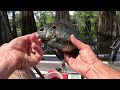 BULL BREAM Swamp Fishing | Atchafalaya Basin
