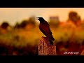 NewProgressive Mix 97 'Call of the Crow' (Melodic Progressive Mix)