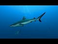 Fakarava | Wall of Sharks | French Polynesia