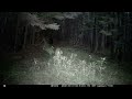 Trail cam videos of some of the animals on our land