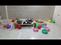 CLASSIC Dog and Cat Videos😻🤣🐶1 HOURS of FUNNY Clips