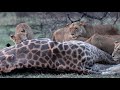 Pride of 15 Lions Find a Dead Giraffe