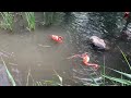 Flamingos swimming and washing at Granby Zoo