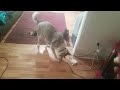 Sheba is Heckin Weird Episode 975: Husky vs. Popcorn