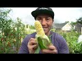 Your Corn Will LOVE You For This: 4 Tips to Grow Corn Like A Pro!