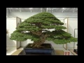 Bonsai Exhibition 2013 in Taipei Part 2 第十八回全國盆栽展