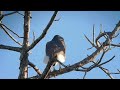 adult Cooper's Hawk calling in the backyard