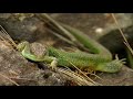 The Fascinating Wildlife of the Rhine Gorge | Free Documentary Nature