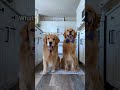 My Dogs React to the Painter's Tape Challenge
