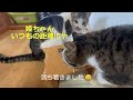 かーちゃんやらかした~😭　ゴハントレイ破壊された猫達の反応は❓😂😺【月曜・金曜は兄妹猫の担当です😻】(Video Up On Mon.and Fri.）