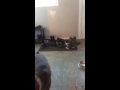 Boxer vs cat