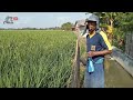 LISA HOW TO INSTALL NETTING IN THE PADDY FIELDS