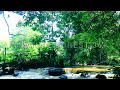The sound of river water and the melodious chirping of birds in the tropical forest,Relaxation,Sleep