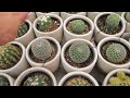 $25 BUDGET For Houseplants At Home Depot & Lowe's - Big Box Plant Shopping and Plant Haul