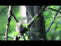 Młoda zięba - karmienie/ Young chaffinch - feeding