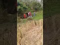 HARVESTING RICE USING HARVESTER