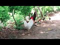 Growth of Chickens ( A Cute Story )