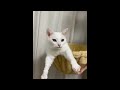 😂 Funniest Cats and Dogs Videos 😺🐶 || 🥰😹 Hilarious Animal Compilation №406