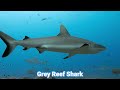 Sharks and Whales: Megalodon, Orca, Blue Whale, Great White Shark, Narwhal, Whale Shark, Etc. MN048