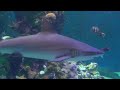 Aquarium des Lagons in New Caledonia is INCREDIBLE!