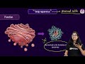 Structure and Function of Golgi Apparatus | Fundamental Unit of Life  | Class 9 | SHIKHAR 2024