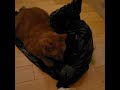 tiger and mom night time play #catvideos #catplaytime #catloverworld