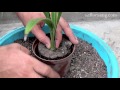 GROWING DATE PALM FROM SEEDS | PROPAGATION, CARE FOR SEEDLINGS