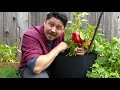 Overwinter Your Pepper Plants - Garden Quickie Episode 25