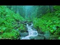 Beautiful Nature and Mountain River Flowing Sounds,