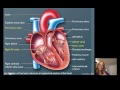Lecture16 Cardiac Physiology