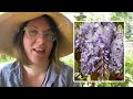 All About Wisteria: Growing, Cautions, Summer Pruning this Beautiful Behemoth