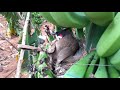 Baby bird Goes SUPER CRAZY after Eating OVER-SIZED GRAPES in Bananas | birds nest | bulbul 1