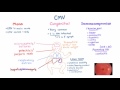 CMV Clinical Syndromes - Mono, Congenital Infection, Immunocompromised Hosts
