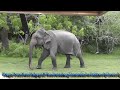 Majestic ELephant Crossing Front Of The Jeep