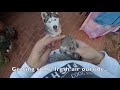 Husky REALLY Wants to Meet Baby Squirrel! Friends?!