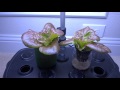 Water Bottle Hydroponic Lettuce