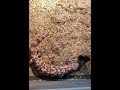 🚫⚠️Graphic Content Gila Monster live feeding. Highonsnakes Viewers discretion highly recommended.