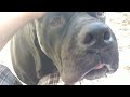 Cane Corso protecting his owner