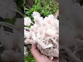 mushroom in jungle