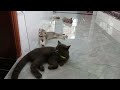 Hilarious Cats and Dogs😹🐶Funniest Animals 2024😼#8